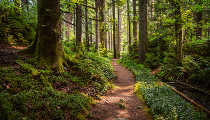 Obraz premium Majestic, path through a deep, beautiful rainforest landscape