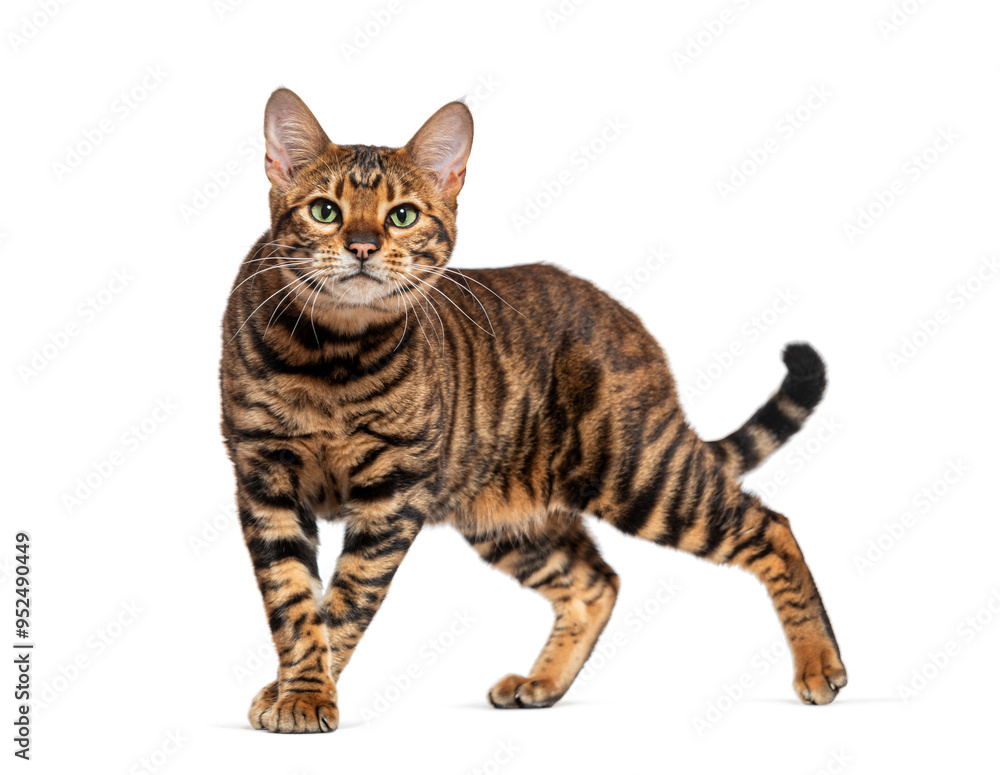 Poster toyger cat standing and looking at camera on white background