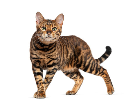 Toyger cat standing and looking at camera on white background