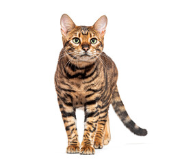 Toyger cat walking and looking up on white background