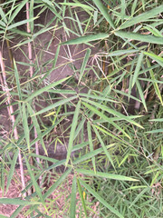 Bamboo plants