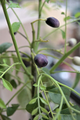 Closeup of curry leaves and seeds growing on plant in day light.