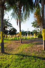 Installation of yellow ribbons in a park, tied between trees as a symbol advocating for the return...