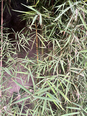 Bamboo plants