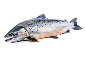 Obraz premium a fish that is laying down on a white surface