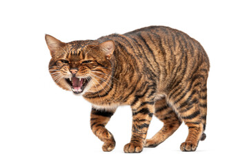 Angry Toyger cat walking and showing teeth on white background