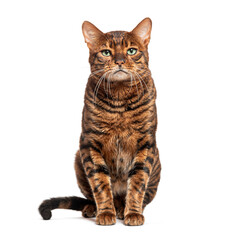 Toyger cat sitting and looking at camera on white background