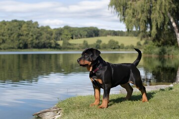 Standing by a lake, a Rottweiler puppy contrasts with the calm water