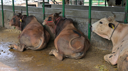 Closeup of bulls / cows in animal farm.