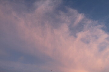 Cumulus clouds are pink in the blue sky. Summer sky on a sunny day