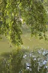 Green Lake in the middle of the forest in India.