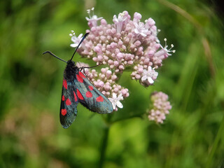 burnet moth on flower leaf summer