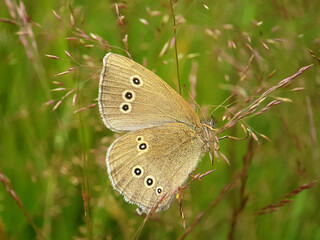 Brown wood nymph butterfly