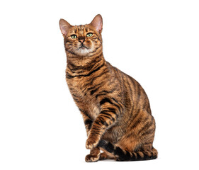 Toyger cat sitting and raising paw on white background