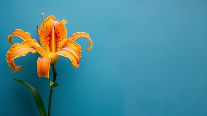 Tiger Lily on Blue Background