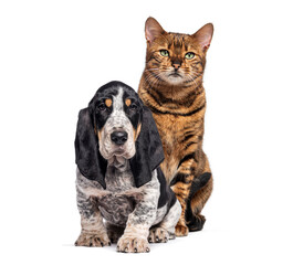 Toyger cat sitting behind a blue gascony basset puppy
