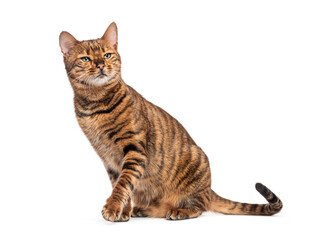 Toyger cat sitting and posing on white background