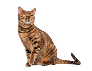 Toyger cat sitting and looking up with curiosity on white background
