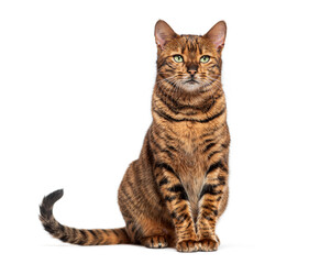Toyger cat sitting and looking at camera on white background