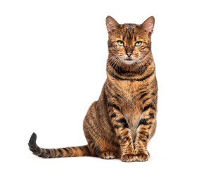 Fototapeta premium Striped toyger cat sitting and looking at camera, isolated on white