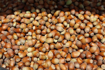 close up of a pile of hazelnuts