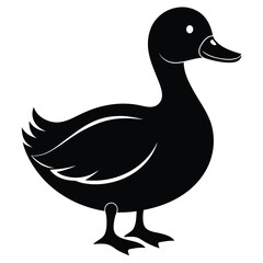 duck isolated on white