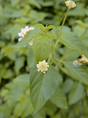 Macro shot of a tiny flower with green leaves in background.