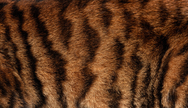 Close up of real Toyger cat fur showing the texture and pattern of the black stripes