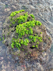 Green Oasis | a rock covered in a thick layer of bright green algae. The algae are growing in patches and appear to be soft and spongy | the vibrant green color of the algae 
