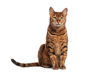 Striped toyger cat sitting and looking at camera, isolated on white