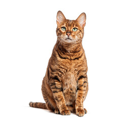 Toyger cat sitting and looking up with an alert expression on a white background