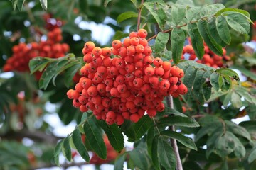 Close up of red rowan berries (sorbus aucuparia) on the tree. Berries are edible and have medical properties.