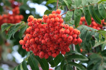 Close up of red rowan berries (sorbus aucuparia) on the tree. Berries are edible and have medical...