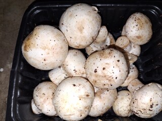 fresh mushroom : 