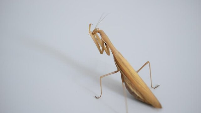 The praying mantis insect rubs its face with its paws, as if washing itself.