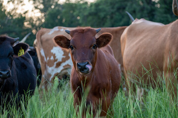 Calf digging for gold