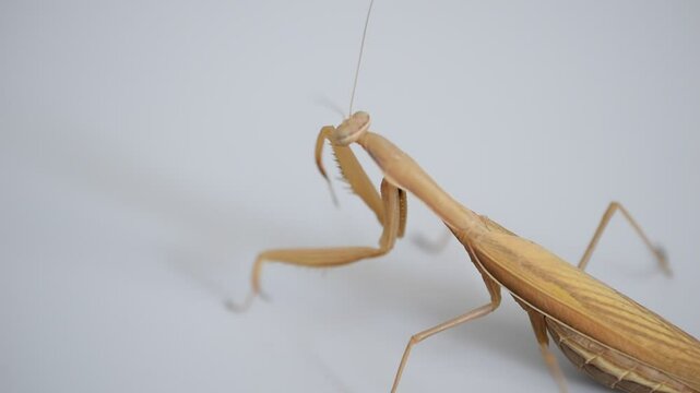 A praying mantis insect rubs its face with its paws, as if washing itself. Close-up.