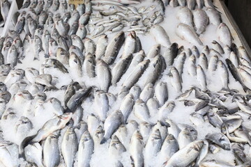 Fototapeta premium fresh fish on ice on the market