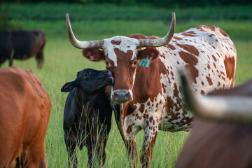 Calf giving her mother a kiss © Sofia