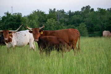 Cow feeding her calf