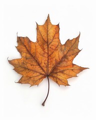 Obraz premium dry maple leaf isolated on white, autumn leaf, cut-out, clipping path