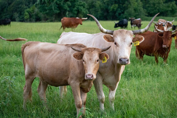Cow & calf grazing in a pasture