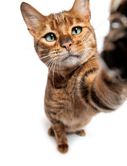 Toyger cat making a selfie with wide angle lens