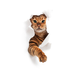 Tabby Toyger cat tearing through a white paper background and reaching out, isolated on white