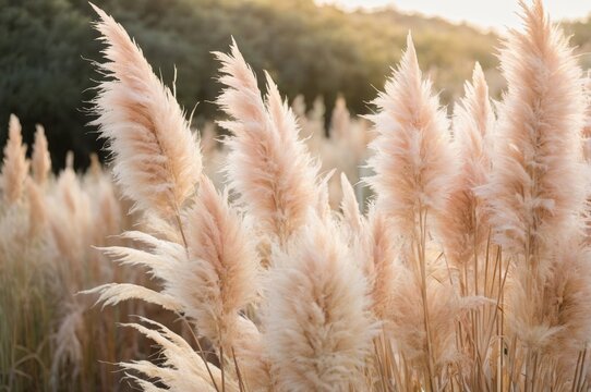 Soft feathery pampas grass in golden light