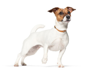 Nine months old Jack Russell terrier Standing, looking up, wearing an orange collar dog, tail up, Isolated on white