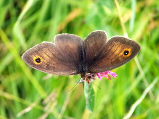 Obraz premium Brown wood nymph butterfly