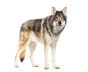 Timber Shepherd a kind of Wolfdog, looking at the camera, Isolated on white