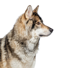 Fototapeta premium Head shot Side view of a Timber Shepherd a kind of wolf dog very similar to a wolf, facing and looking at the camera, Isolated on white