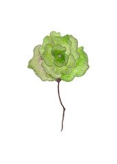 Green flower. Garden flower bud on thin stem. Isolated watercolor illustration for your design